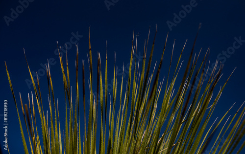 Wallpaper Mural green plant on blue sky Torontodigital.ca