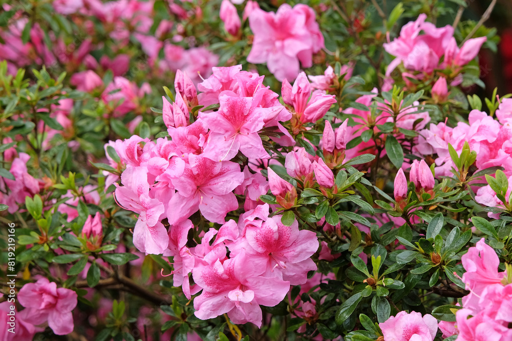Pink Rhododendron azalea ‘George Hyde’ in flower. Pink Rhododendron azalea ‘George Hyde’ in flower.