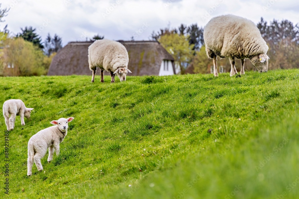 Obraz premium Sharpness on the dike