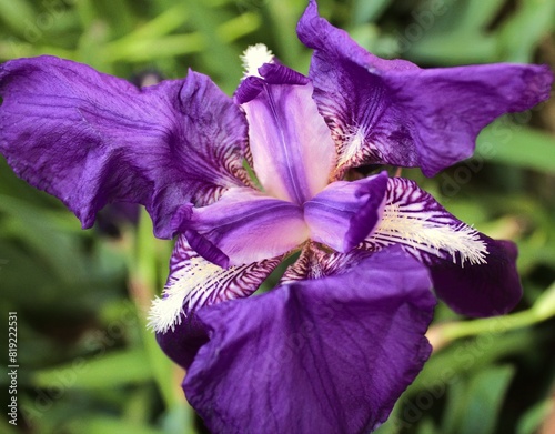 The purple iris, presented in every house garden. It's a perennial plant reproduce by rhizomes, the flower buds open between March and April.