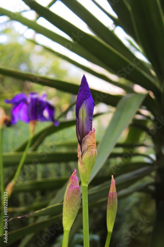 The purple iris, presented in every house garden. It's a perennial plant reproduce by rhizomes, the flower buds open between March and April.