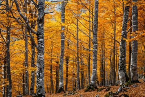 Abstract background of trees with golden leaves growing in woods in fall season in ordesa national park in spain - Generative ai