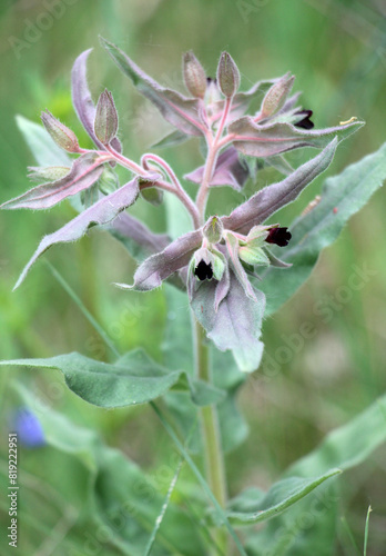 In the wild, nonea pulla blooms photo