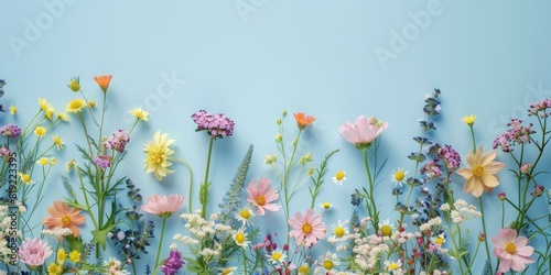 Colorful pastel flowers on a light blue background in a flat lay. © Fatema