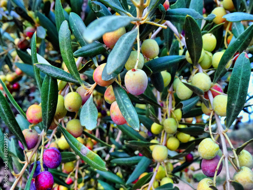 Almoster - olives a la olivera - Baix Camp photo