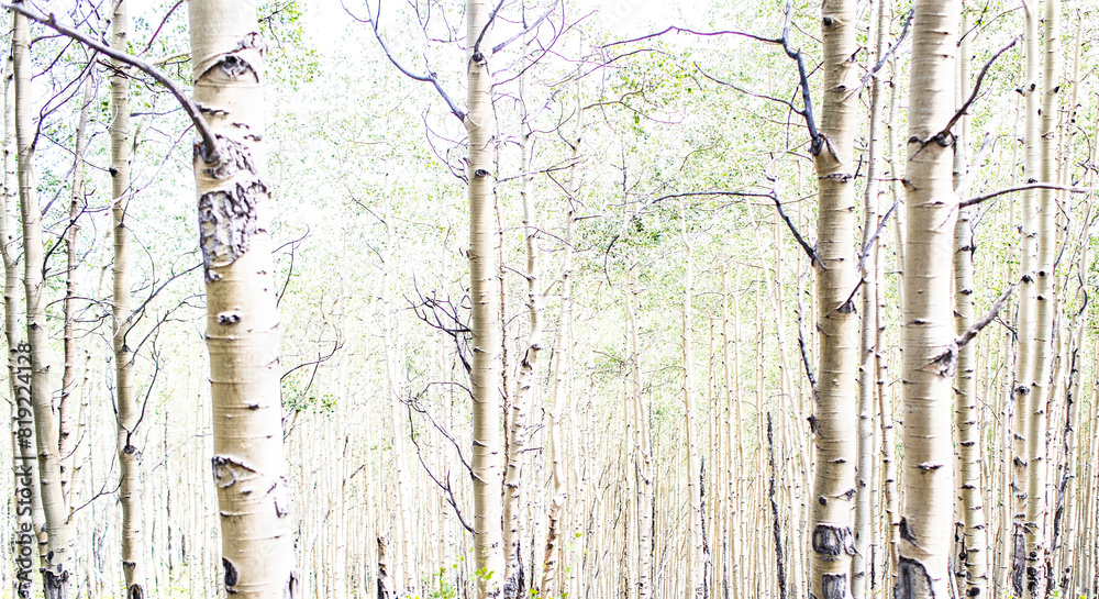 aspen grove aspen grove