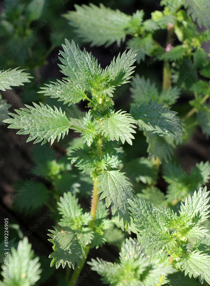 In nature grows stinging nettles (Urtica urens)