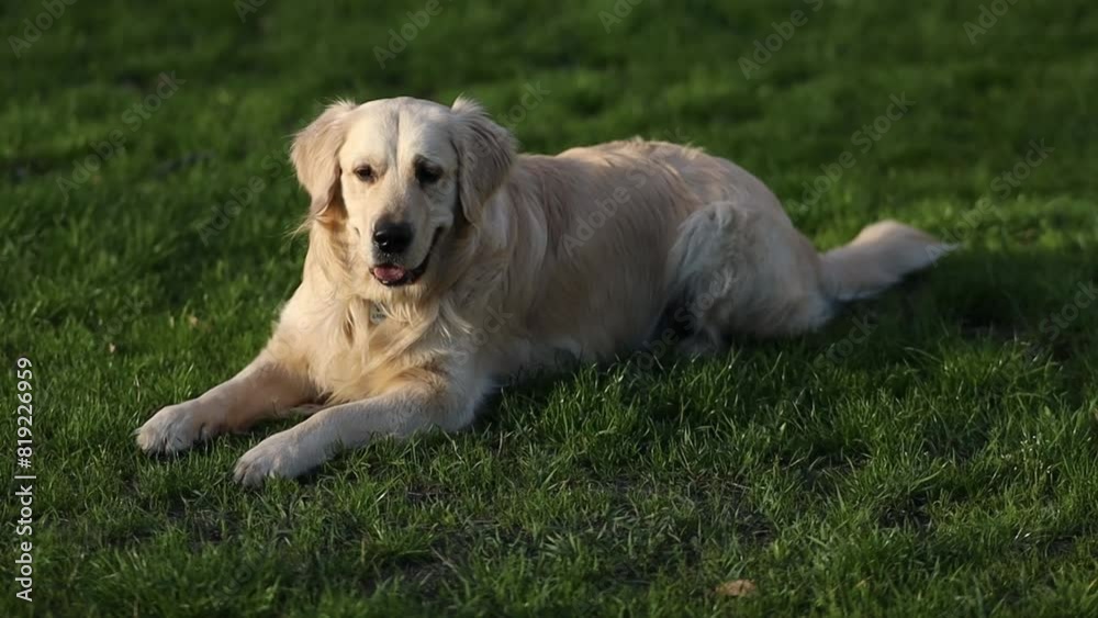 Golden retriever. Golden retriever lies on green grass in the park. Golden retriever on the lawn for a walk in the park. Well-groomed beautiful golden retriever dog. Golden retriever. Golden retriever lies on green grass in the park. Golden retriever on the lawn for a walk in the park. Well-groomed beautiful golden retriever dog.