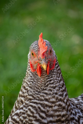 portrait of a chicken looking at the camera