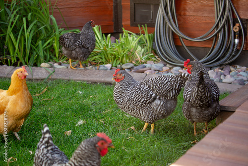 backyard chickens
