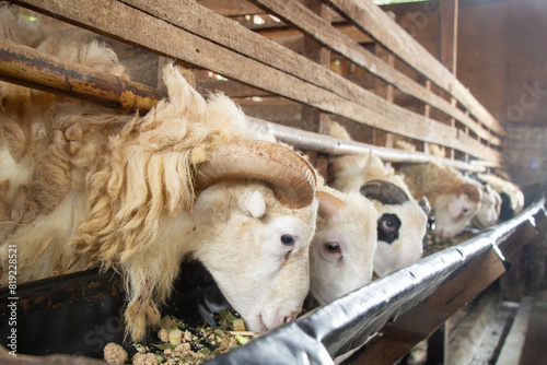 Photography rows of goats in a pen eating from a trough, sacrificial animals for fattening g