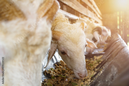 Goats are eating in a pen with optical flare background, goat breeder, suitable for Islamic sacrifice photo