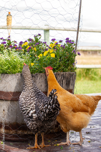 chickens eating flowers