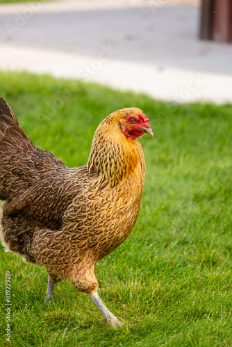 chicken walking in grass