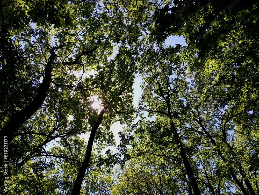 Fototapeta premium The upper tier of an oak forest with branches on a background of a blue sky. Oak crowns through which the sun's rays break through cover the sky. Tall oaks with green leaves.