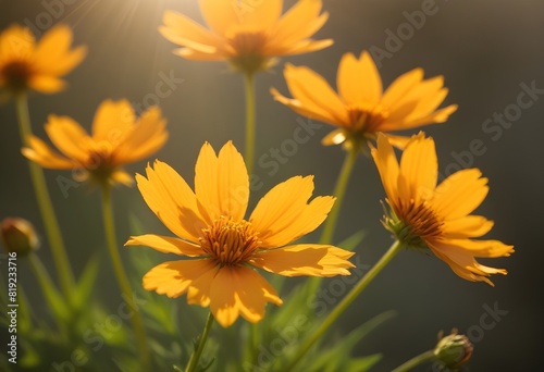 Coreopsis flower closeup Realistic Light understand sun light significantly summer season flower concept © Hdesigns