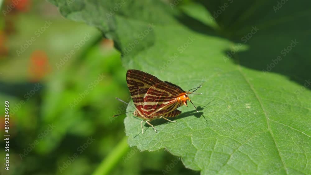 Beautiful close-up of striped butterfly resting on large green leaf in vibrant garden with soft blurred background. Nature photography and wildlife observation. Conservation and natural habitat. Beautiful close-up of striped butterfly resting on large green leaf in vibrant garden with soft blurred background. Nature photography and wildlife observation. Conservation and natural habitat.