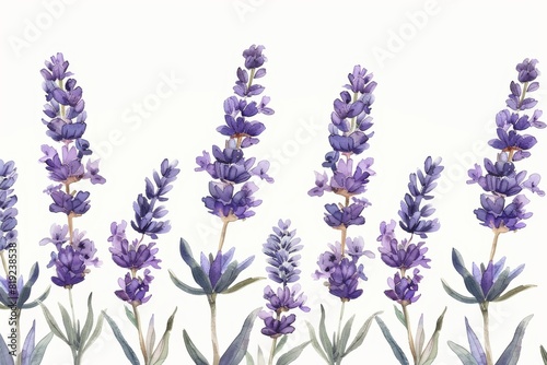 lavender flowers plants botanical vintage  style illustration isolated on white