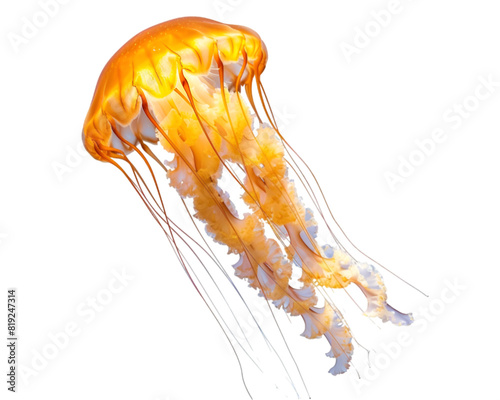 Jelly fish on transparent background