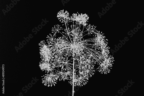 Dill flowers present a spectacular star-burst effect