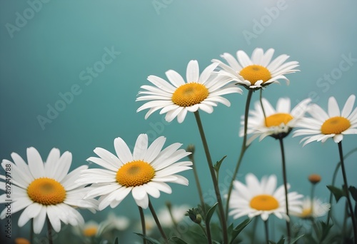 Daisies flower closeup Realistic Light understand sun light significantly summer season flower concept © Hdesigns