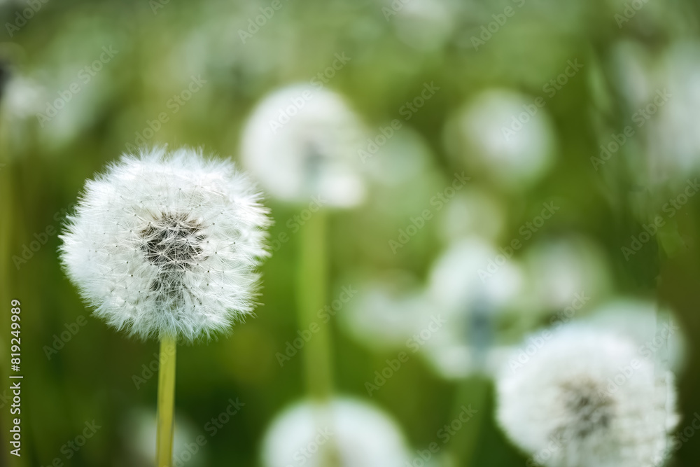 Fototapeta premium Dandelion Puffs in a Field