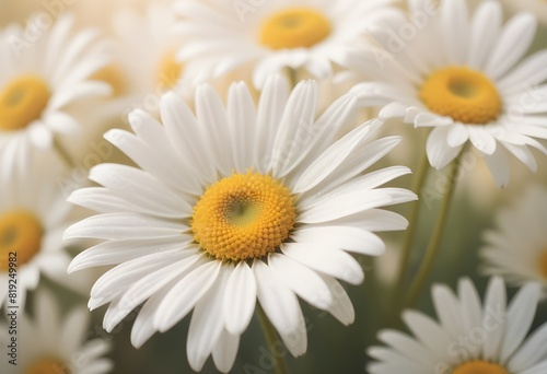 Daisies flower closeup Realistic Light understand sun light significantly summer season flower concept