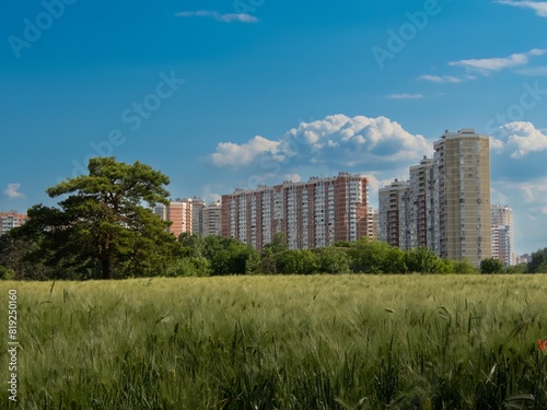 a field of ripening winter barley near high-rise buildings in the city of Krasnodar on a May day