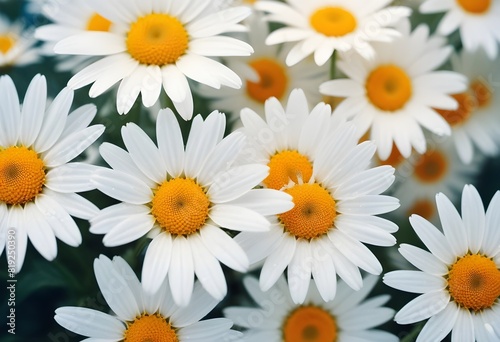 Daisies flower closeup Realistic Light understand sun light significantly summer season flower concept
