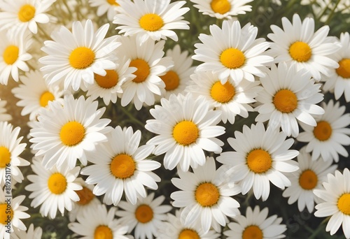 Daisies flower closeup Realistic Light understand sun light significantly summer season flower concept