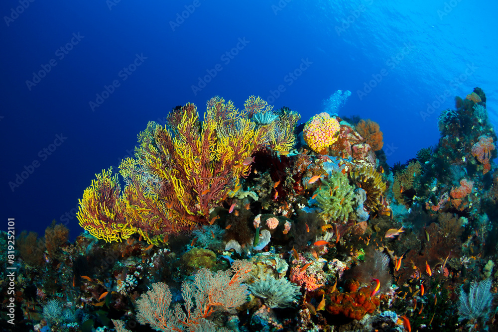 Obraz premium Colorful Coral Reef against Blue Water. Ambon, Indonesia