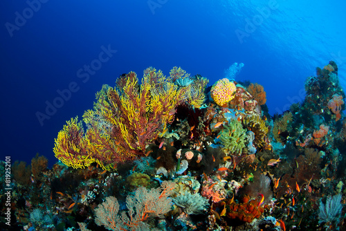Colorful Coral Reef against Blue Water. Ambon, Indonesia