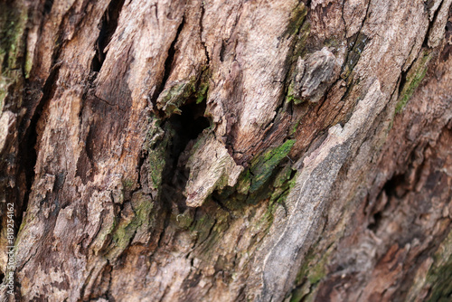 tree bark texture