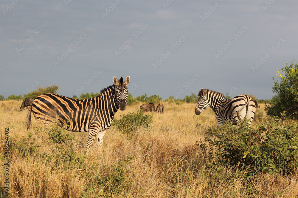 Naklejka premium Steppenzebra / Burchell's zebra / Equus quagga burchellii