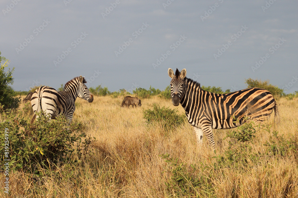Obraz premium Steppenzebra / Burchell's zebra / Equus quagga burchellii