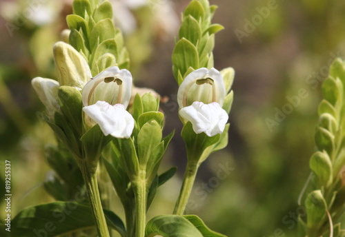 open white flower buds