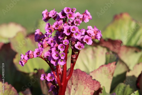 Sweden. Bergenia crassifolia is a species of flowering plant of the genus Bergenia in the family Saxifragaceae.  photo