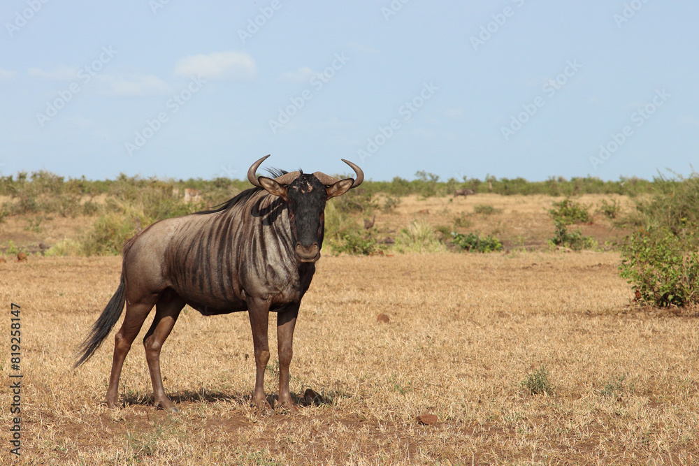 Streifengnu / Blue wildebeest / Connochaetes taurinus Streifengnu / Blue wildebeest / Connochaetes taurinus