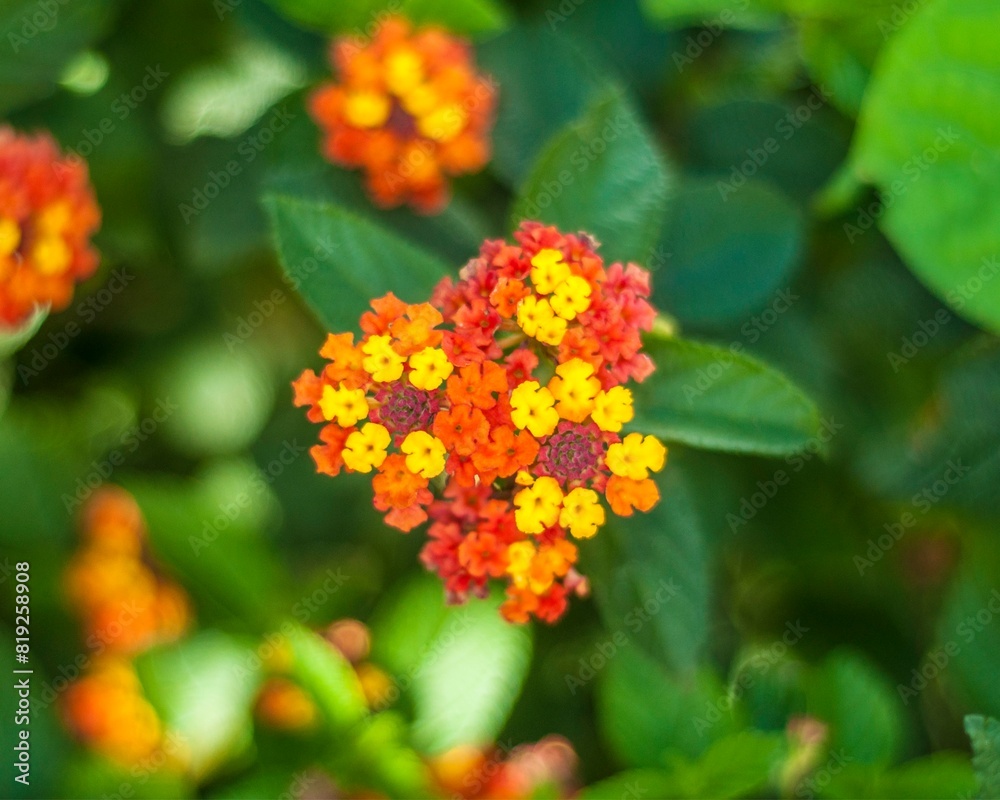 red and yellow flowers red and yellow flowers