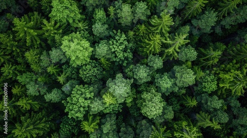 Forest Photo. Aerial Top View of Green Trees in Rural Altai, Captured by Drone photo