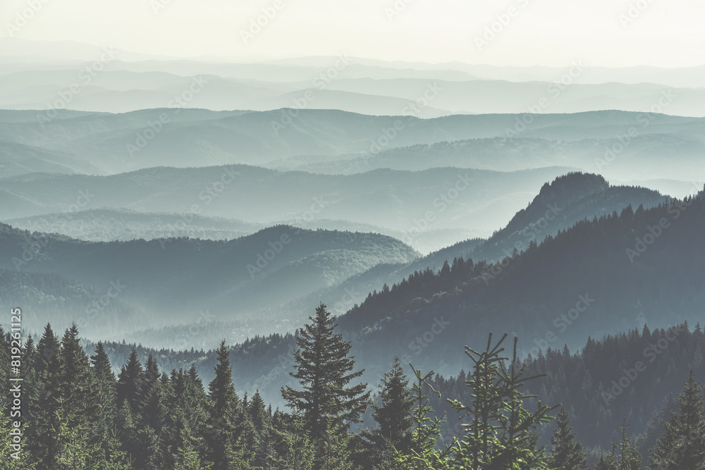 Obraz premium Mountain covered with a coniferous fir tree forest. Scenic landscape from Carpathian Mountains in Romania