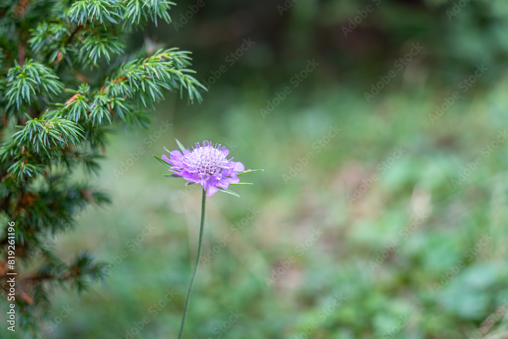 Single isolated purple Scabiosa columbaria, called the small scabious or dwarf pincushion flower in the forest Single isolated purple Scabiosa columbaria, called the small scabious or dwarf pincushion flower in the forest