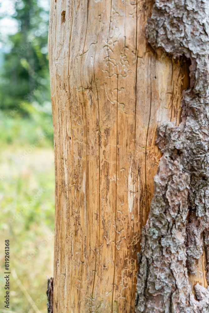 Fototapeta premium Bark tree peeling off from a tree trunk