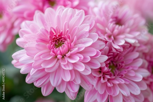 Close-up shot of blooming Chrysanthemum flowers with vivid colors - Gardening - Floristry