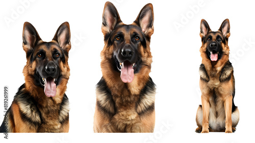 Smiling adult german shepherd dog  pedigree dog breed    white background