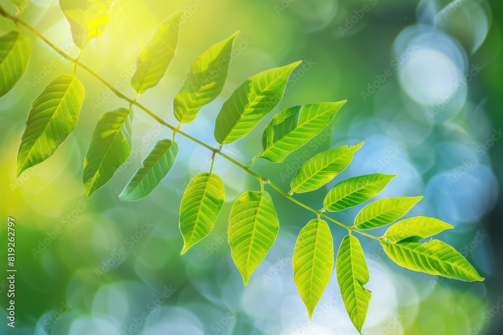 Blurred Nature Background. An Abstract Vision of Green Leaves Among Nature's Beauty Blurred Nature Background. An Abstract Vision of Green Leaves Among Nature's Beauty