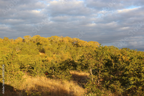 Kr  ger Park - Afrikanischer Busch   Kruger Park - African bush  
