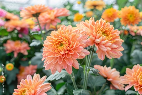 Close-up shot of blooming Chrysanthemum flowers with vivid colors - Gardening - Floristry