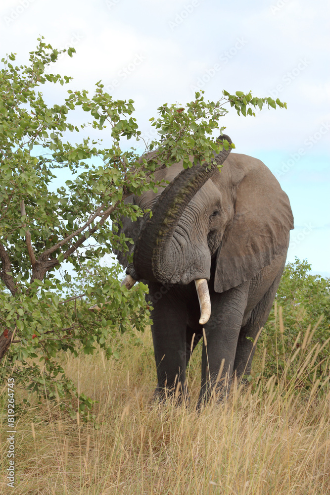 Fototapeta premium Afrikanischer Elefant / African elephant / Loxodonta africana
