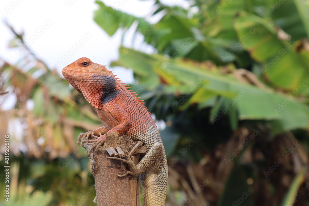 Fototapeta premium Male Indian Garden Lizard or Oriental Garden Lizard images .
